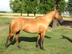 AMIGAZA GALLETITA